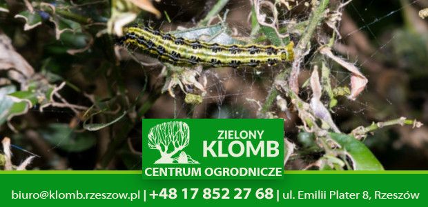 Ćma bukszpanowa w Rzeszowie