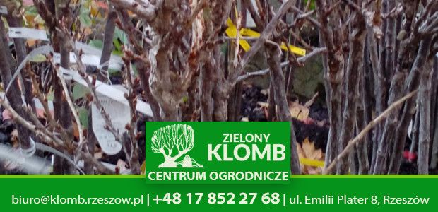 Sadzenie drzew i krzewów owocowych Rzeszów